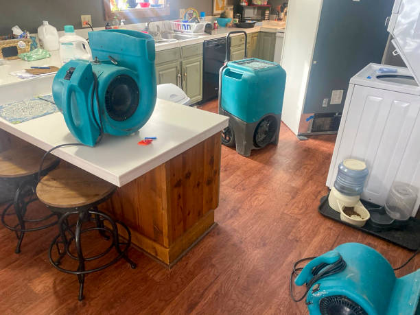Best Professional water damage repair  in Mountain City, TN