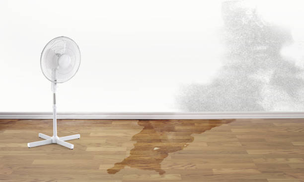 Best Local water damage restoration  in Mountain City, TN