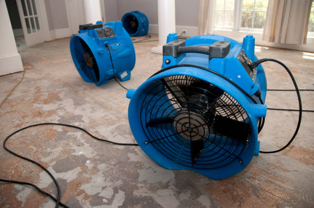 Best Carpet water damage restoration  in Mountain City, TN
